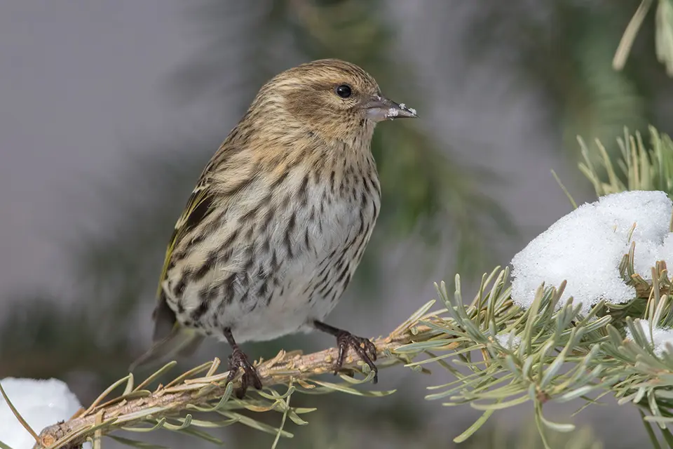 Animaux du Québec | Tarin des pins
